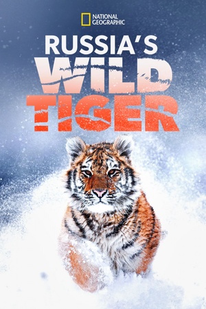 Big Cat Week Russia's Wild Tiger 2022 1080p web YTS