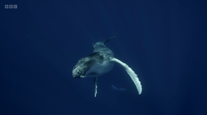 Spy in the Ocean Season 1 Episode 1 Deep Thinkers H265 4k WEBRip EzzRips mkv