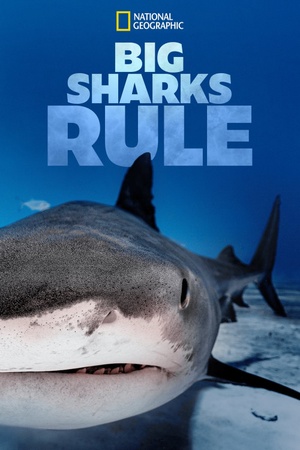 Big Sharks Rule 2018 1080p web YTS