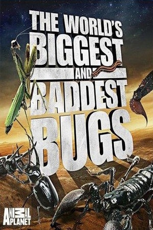 World's Biggest and Baddest Bugs 2009 1080p bluray YTS