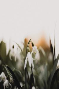 lechiffrebeats Silhouettes 2023 16Bit 44 1kHz FLAC PMEDIA