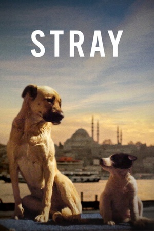 Stray 2020 1080p bluray YTS