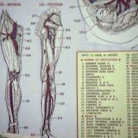 Doogie Howser M D S01E01 WEB x264 TORRENTGALAXY