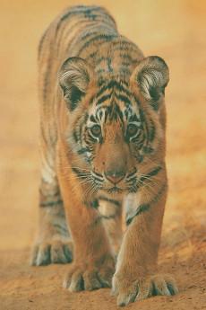 Broken Tail 2010 720p web YTS