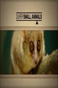 BBC Super Small Animals 1080p HDTV x265 AAC MVGroup org mkv