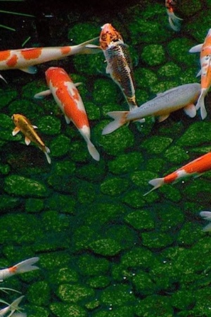 Dream Window: Reflections on the Japanese Garden 1992 1080p web YTS