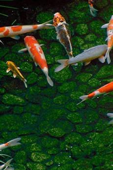 Dream Window: Reflections on the Japanese Garden 1992 720p web YTS