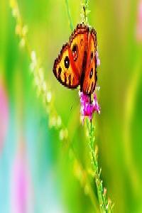 Beautiful Butterfly Wallpapers Pack 1