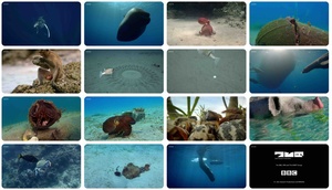 Spy in the Ocean S01 complete 1280x720p HD 50fps soft Eng subs