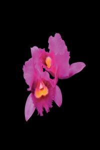 Opeth Orchid Abbey Road Remaster 2023 24Bit 96kHz FLAC PMEDIA