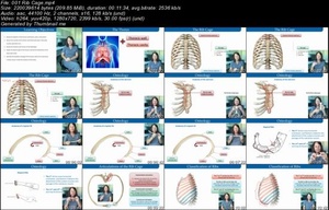 Udemy Clinical Anatomy of the Thorax