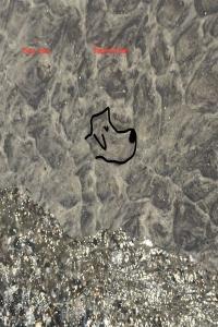 Young Jesus Shepherd Head 2022 24Bit 96kHz FLAC PMEDIA