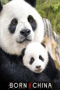 Born in China 1080p HDTV x265 AAC MVGroup org mkv