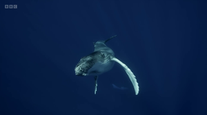 Spy in the Ocean Season 1 Episode 1 Deep Thinkers H265 1080p WEBRip EzzRips mkv