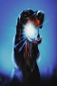 Chien Méchant Étoile Filante 2023 24Bit 44 1kHz FLAC PMEDIA