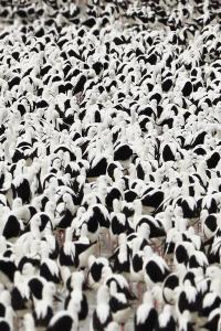 Stella Donnelly Flood 2022 24Bit 96kHz FLAC PMEDIA