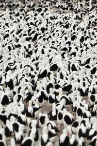 Stella Donnelly Flood 2022 Mp3 320kbps PMEDIA