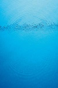 Caribou Suddenly 2020