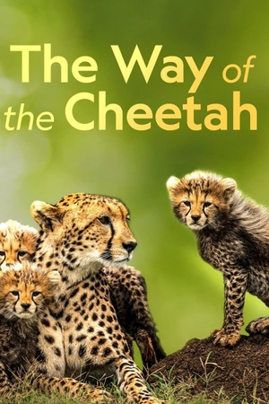 Big Cat Week The Way of the Cheetah 2022 1080p web YTS