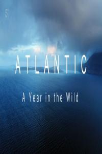 Ch5 Atlantic A Year in the Wild 1of4 Winter 1080p HDTV x265 AAC MVGroup org mkv