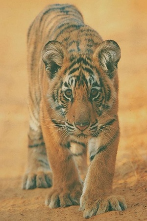 Broken Tail 2010 1080p web YTS