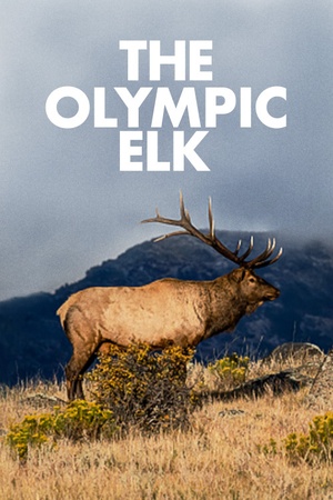 The Olympic Elk 1952 1080p web YTS