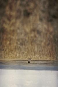 Jim O Rourke Hands That Bind Original Motion Picture Soundtrack 2023 24Bit 48kHz FLAC