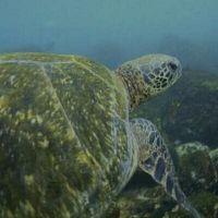 Planet Shark S01E03 WEB x264 TORRENTGALAXY