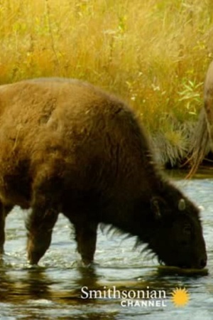 The Last Buffalo 2017 1080p web YTS