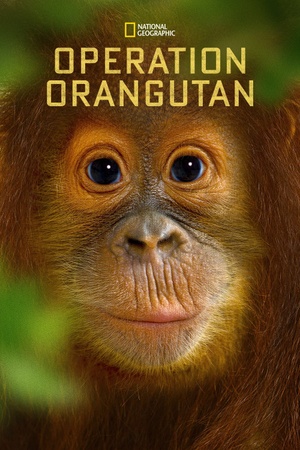 National Geographic Specials Operation Orangutan 2015 1080p web YTS