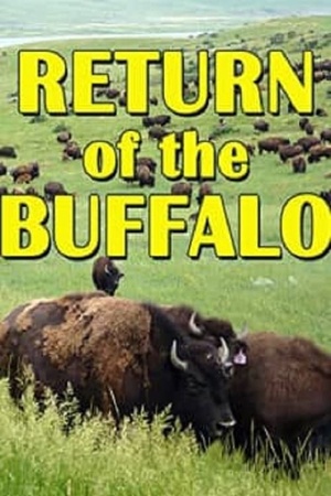 The Return of the Buffalo: Restoring the Great American Prairie 2008 1080p web YTS