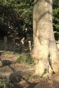 JapanHDV 23 05 01 Hikaru Wakabayashi XXX 720p HEVC x265 PRT XvX