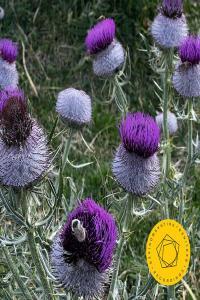 Berliner Philharmoniker Shostakovich Symphony No 9 2023 24Bit 96kHz FLAC PMEDIA