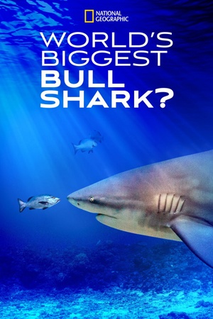 World's Biggest Bull Shark 2021 1080p web YTS