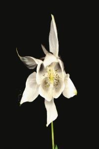 ambient electronic post rock 2023 Fridge Happiness Anniversary Edition FLAC DarkAngie