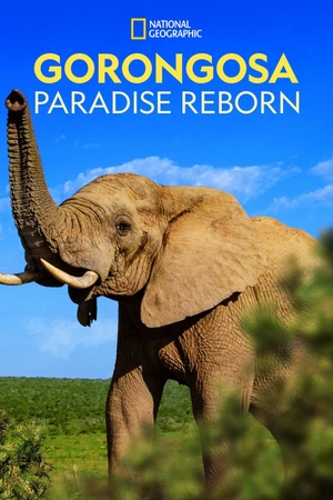 Gorongosa: Paradise Reborn 2022 1080p web YTS