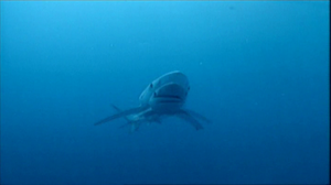 I Shouldn t Be Alive S01E03 Shark Survivor 1080p MP4 AC3 DVDrip 7 39GB