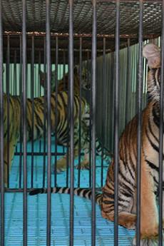 The Tiger Mafia 2016 720p web YTS