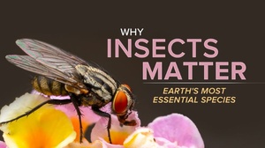 Why Insects Matter: Earth’s Most Essential Species