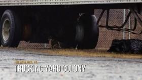 My Cat From Hell S10E12 Phillys Forgotten Cats WEB x264-CAFFEiNE [eztv]