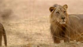 Tales From Zambia S02E03 Safari CSI WEB H264-UNDERBELLY [eztv]