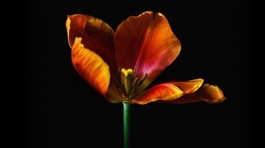 [ FreeCourseWeb ] KelbyOne - Creating Breathtaking Floral Images