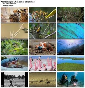 Attenborough’s Life in Colour S01E01 (1280x720p HD, 50fps, soft Eng subs)