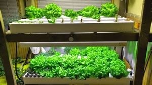 Udemy - Build Your Own Home Hydroponic Farm [TP]
