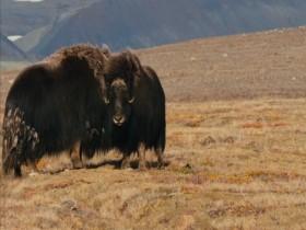 Kingdom of the White Wolf S01E02 The Wolf Queen 480p x264-mSD [eztv]