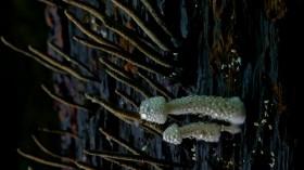 Hostile Planet S01E04 Jungles WEBRip x264-CAFFEiNE [eztv]