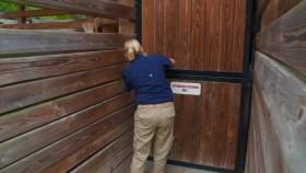 Secrets of the Zoo-Tampa S02E01 Two and a Calf Kittens 720p HEVC x265-MeGusta [eztv]