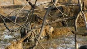 Big Cat Weekend S01E03 Clash of Tigers WEB x264-CAFFEiNE [eztv]