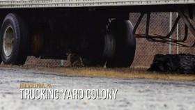 My Cat From Hell S10E12 Phillys Forgotten Cats 720p WEB x264-CAFFEiNE [eztv]