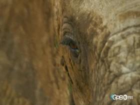 Life From Above S01E01 Moving Planet 480p x264-mSD [eztv]